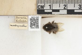 Media type: image;   Entomology 817838 Description: Specimen documentation photo of labelsfrom specimen MCZ:Ent:817838, captured on2024-07-10;  Aspect: labels
